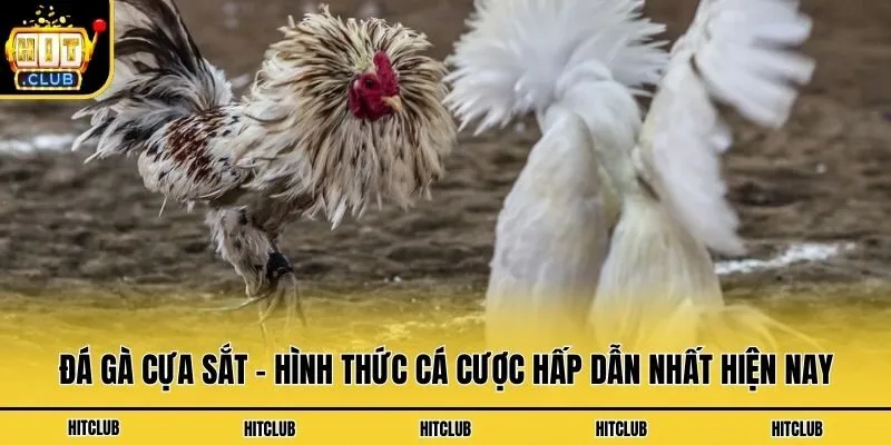 Đá Gà Cựa Sắt - Hình Thức Cá Cược Hấp Dẫn Nhất Hiện Nay