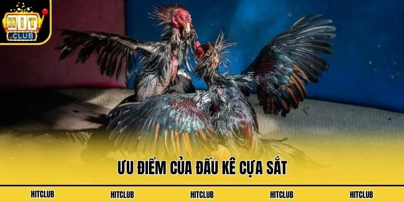 Ưu điểm của đấu kê cựa sắt