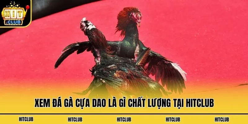 Xem đá gà cựa dao là gì chất lượng tại Hitclub
